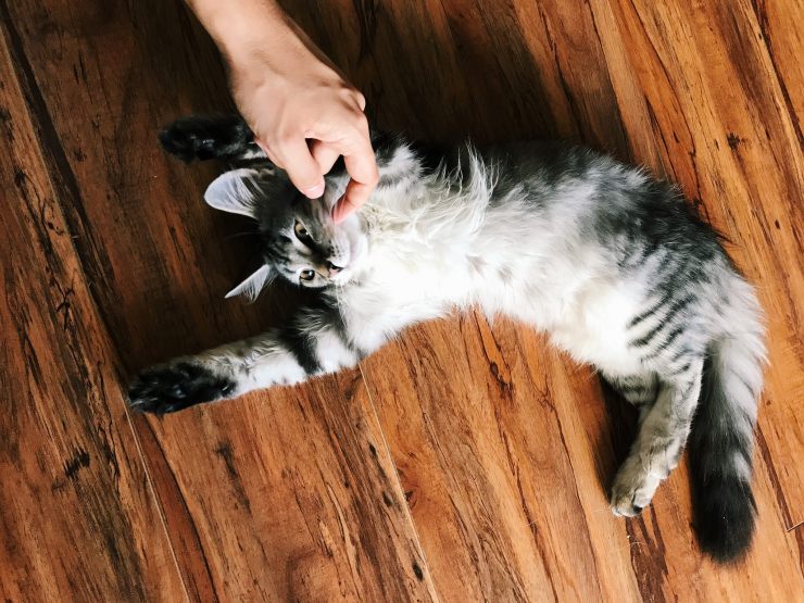 35463992684_b5c7e28b4f_k